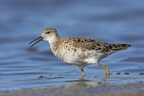 Ruff (Calidris pugnax), Greece