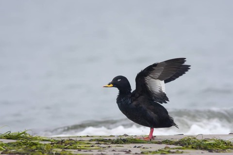 Velvet Scoter (Melanitta fusca), Mecklenburg-Western Pomerania, Germany