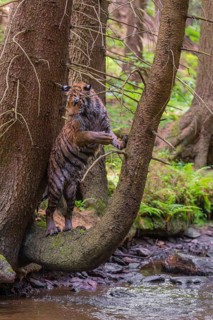 One young female Siberian Tiger, Panthera tigris altaica, standing on a curved tree over the cool