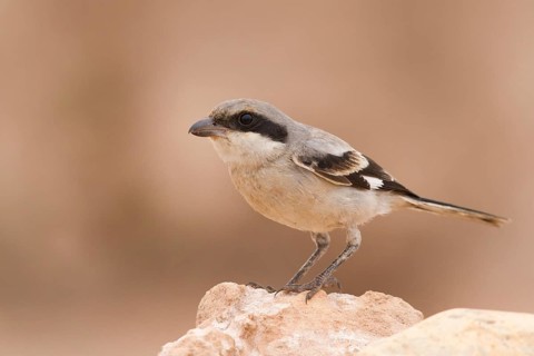 Southern Grey Shrike (Lanius meridionalis), Morocco