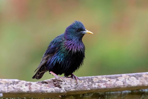 Common Starling (Sturnus vulgaris) Victoria, Australia