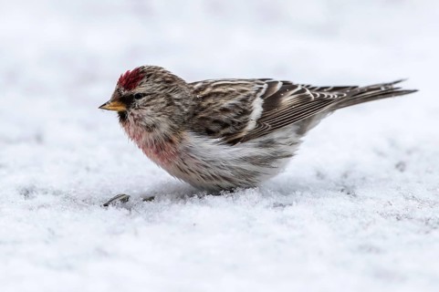 Common Redpoll (Acanthis flammea) male on snow at a feeding place, Mecklenburg-Western Pomerania,