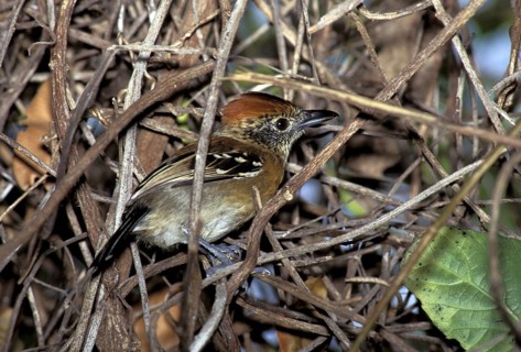 Black-crested Antshrike Sakesphorus canadensis Trinidad, WEST INDIES February Adult Female in