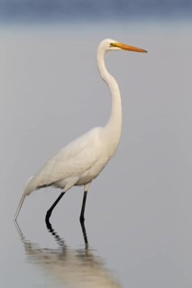 Great Egret (Ardea alba), Florida, USA