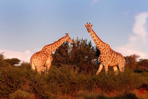 Cape giraffe (Giraffa camelopardalis giraffa), adult, two, foraging, feeding, Mokala National Park,