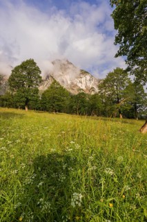 Sycamore maple trees, Acer pseudoplatanus, in summertime. Mountains in the background. Nature