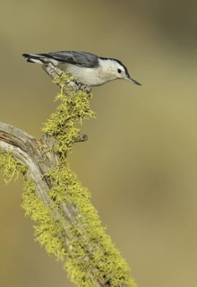 White-breasted Nuthatch (Sitta carolinensis), Oregon, USA