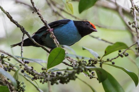 Blue Manakin (Chiroxiphia caudata) perched on a branch in the Atlantic rainforest of southeast