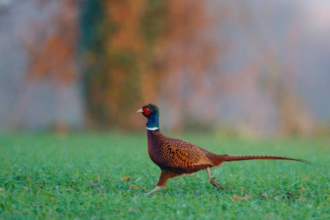 Common Pheasant (Phasianus colchicus) male, North Rhine-Westphalia, Germany