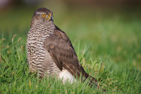 Northern Goshawk (Accipiter gentilis), Lower Saxony, Germany