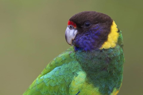 Twenty-eight Parrot (Barnardius zonarius semitorquatus), Western Australia, Australia
