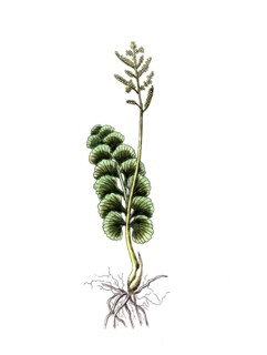 Osmunda lunaria, Botrychium lunaria, Common moonwort, digital reproduction of a historical