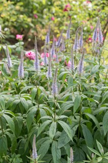 Candelabra speedwell (Veronicastrum virginicum 'Lavendelturm'), Rosarium Sangerhausen, Germany