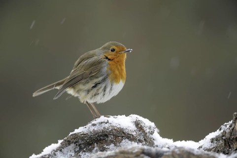 European Robin (Erithacus rubecula), North Rhine-Westphalia, Germany