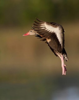 Black-bellied Whistling Duck (Dendrocygna autumnalis) flying, Florida, USA