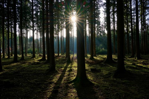Forest landscape in backlight with long shadows on mossy soil and sunlight through the trees,