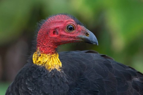 Australian Brushturkey (Alectura lathami) male, Queensland, Australia