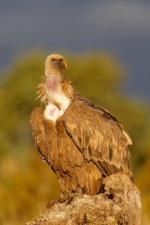Griffon vulture (Gyps fulvus), portrait, Pyrenees, Catalonia, Spain