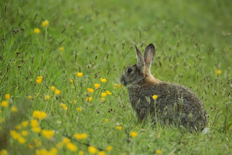 Wild rabbit (Oryctolagus cuniculus) in yellow flower meadow with buttercup, grass meadow, Nationaal