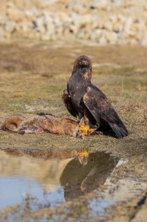 One golden eagle (Aquila chrysaetos) sitting in bright sunlight on a wet meadow, feeding on a dead