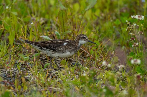 Red-necked Phalarope (Phalaropus lobatus) juvenile, Iceland
