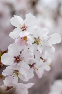 March cherry (Prunus incisa), Emsland, Lower Saxony, Germany