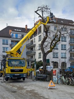 Tree work, Königinstrasse, Munich, Bavaria, Germany