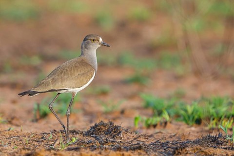 Lapwing (Vanellus lugubris), animals, birds, biotope, habitat, foraging, wader, plover family,