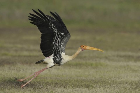 Painted Stork (Mycteria leucocephala), India