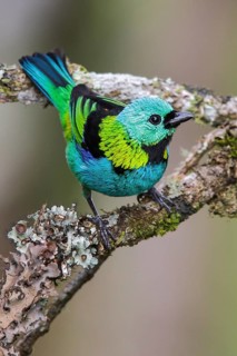 Green-headed Tanager (Tangara seledon) perched on a branch in the Atlantic rainforest of southeast