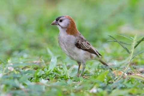Schuppenkopfweber (Sporopipes frontalis) on ground, Uganda