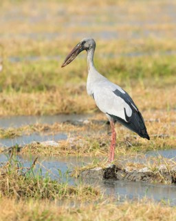 Asian Openbill (Anastomus oscitans), Phetchaburi, Thailand