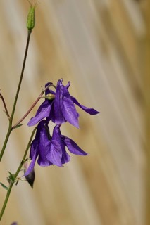 Columbine (Aquilegia vulgaris), blue flower at the edge of a forest, Wilnsdorf, North