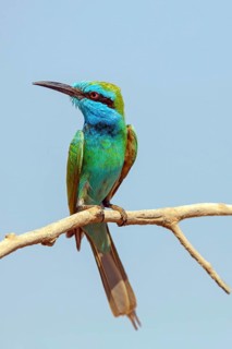 Emerald spint, (Merops orientalis), animal, animals, bird, birds, bee-eater, perching site Salalah,