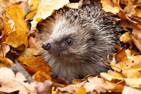 European hedgehog (Erinaceus europaeus) adult animal emerging from fallen autumn leaves, England,