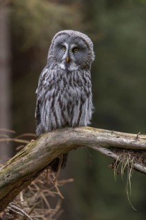 One great grey owl (Strix nebulosa) sitting on the root of a fallen spruce tree