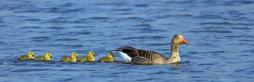 Grey goose, (Anser anser), animals, birds, goose, geese, field geese, family of ducks, female with