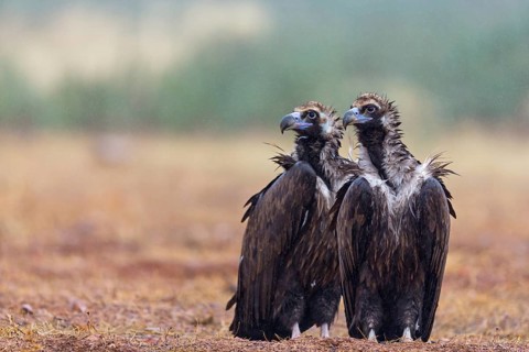 Cinereous Vulture, (Cinereous Vulture, Aegypius monachus), Animals, Birds, Sierra de San Pedro,