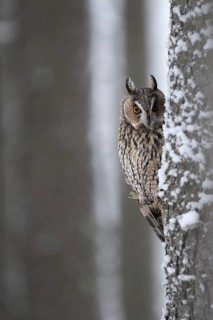 Long-eared owl (Asio otus) in a winter forest, Czech Republic