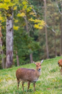 One female Manchurian sika deer or Dybowski's sika deer (Cervus nippon mantchuricus or Cervus