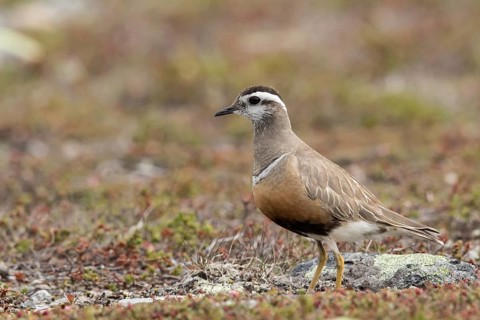 Eurasian Dotterel (Charadrius morinellus), Dalarna, Sweden