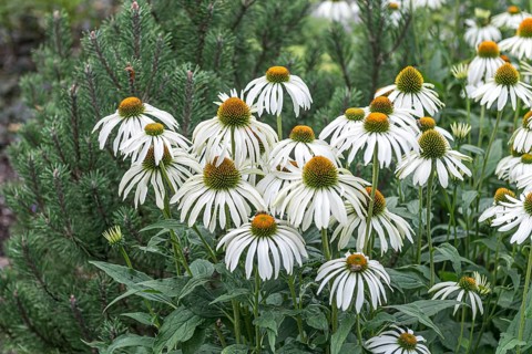 Red coneflower (Echinacea purpurea 'Alba'),  Germany