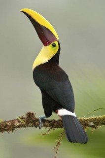 Yellow-throated Toucan (Ramphastos ambiguus swainsonii), Costa Rica