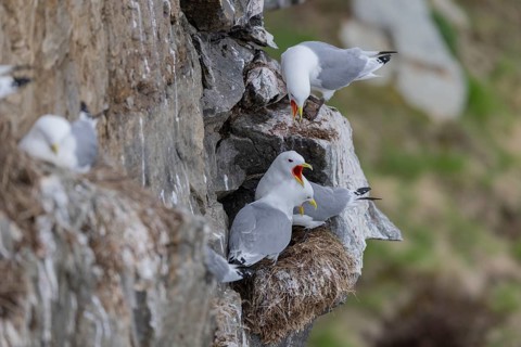 Black-legged kittiwake (Rissa tridactyla), calling, at the nesting site, Ekkeroy, Varangerfjord,