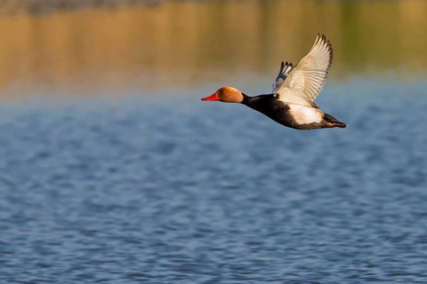 Red-crested Pochard, Netta rufina, Nette rousse, Pato Colorado, Wagbachniederung,
