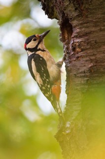 Great Spotted Woodpecker (Dendrocopos major) male at breeding cavity, Rhineland-Palatinate, Germany