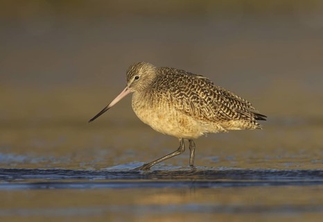 Marbled Godwit (Limosa fedoa), California, USA