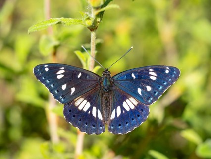 Limenitis reducta, (Limenitis reducta), Southern White Admiral, butterfly, butterfly, Lesbos,