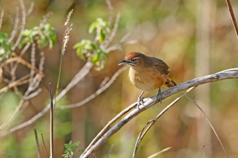 Moustached Grass Warbler (Melocichla mentalis), Nairobi National Park, Kenya