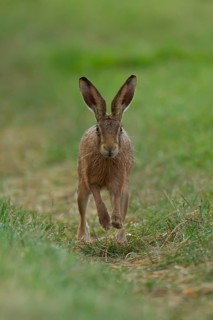 European brown hare (Lepus europaeus) adult animal running in grassland in summer, England, United